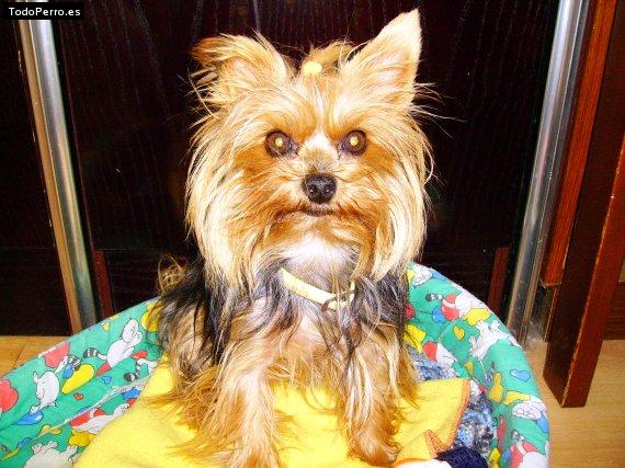 La foto del perro