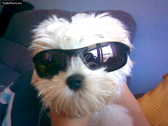 La foto del perro