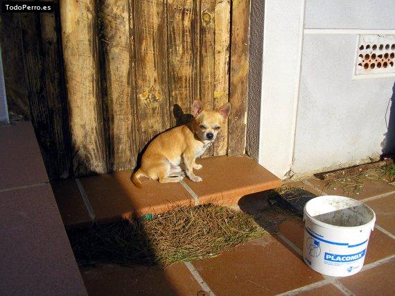 La foto del perro