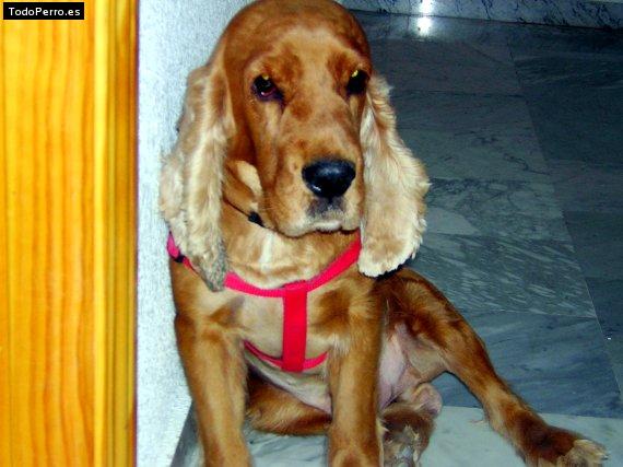 La foto del perro