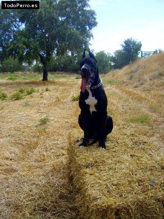 La foto del perro