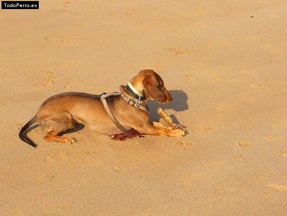La foto del perro