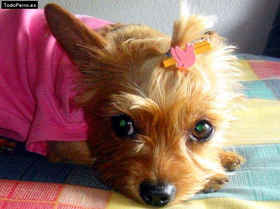 La foto del perro
