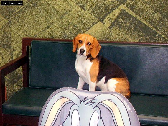 La foto del perro