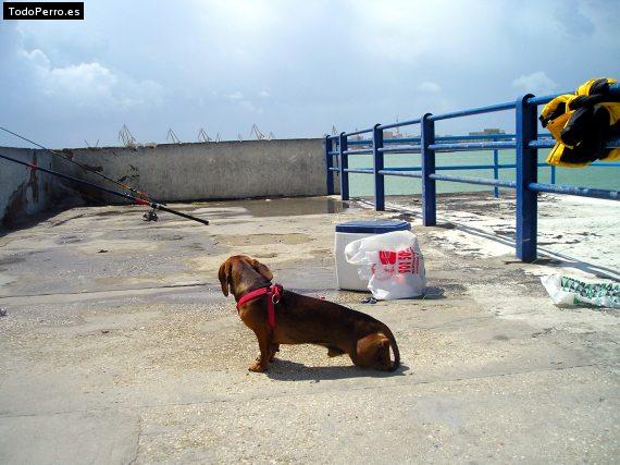 La foto del perro