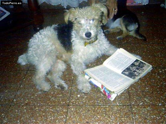 La foto del perro