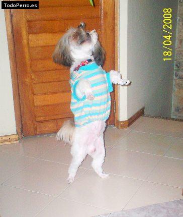 La foto del perro