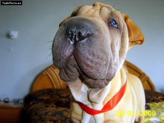 La foto del perro