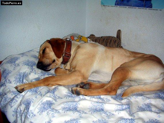 La foto del perro