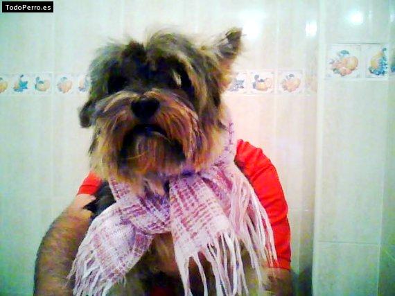 La foto del perro