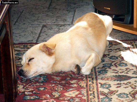 La foto del perro