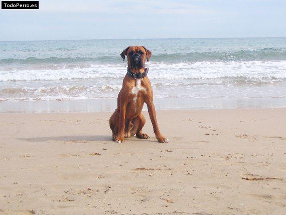 La foto del perro