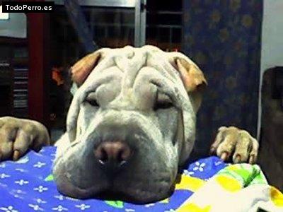 La foto del perro