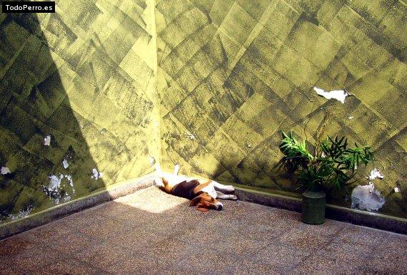 La foto del perro