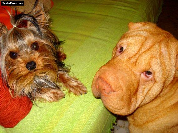 La foto del perro