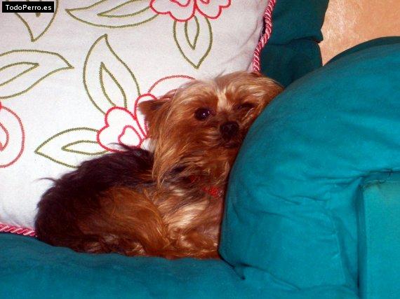 La foto del perro