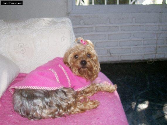 La foto del perro