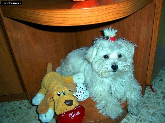 La foto del perro