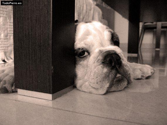 La foto del perro