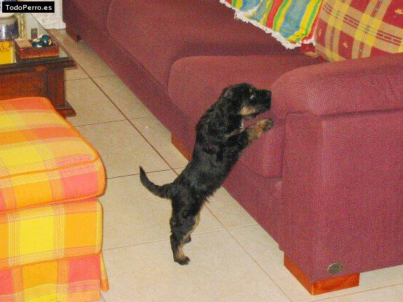 La foto del perro