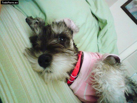 La foto del perro