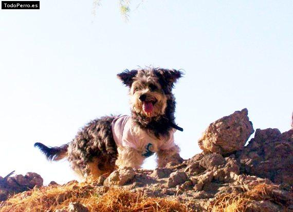 La foto del perro