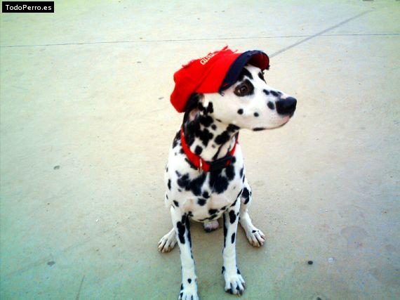 La foto del perro