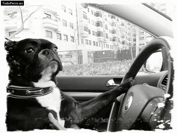 La foto del perro