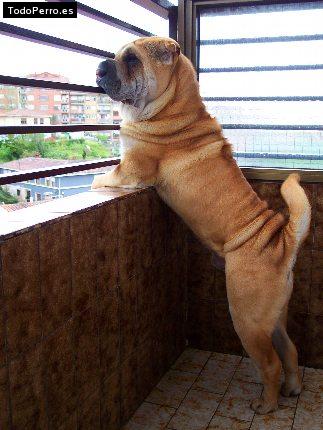La foto del perro