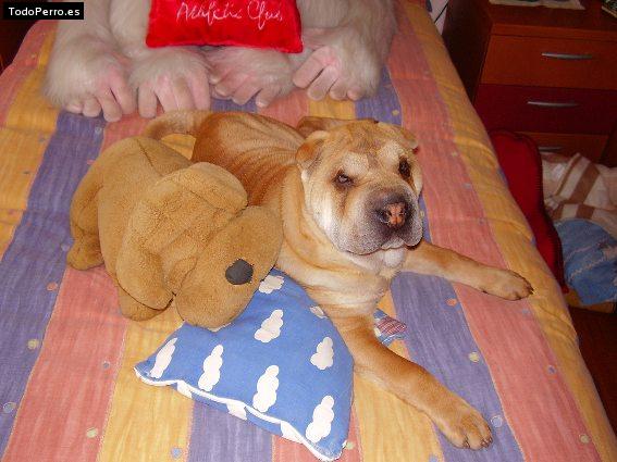 La foto del perro