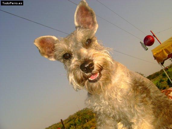La foto del perro
