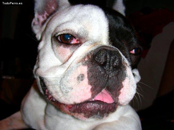La foto del perro