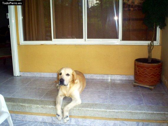 La foto del perro