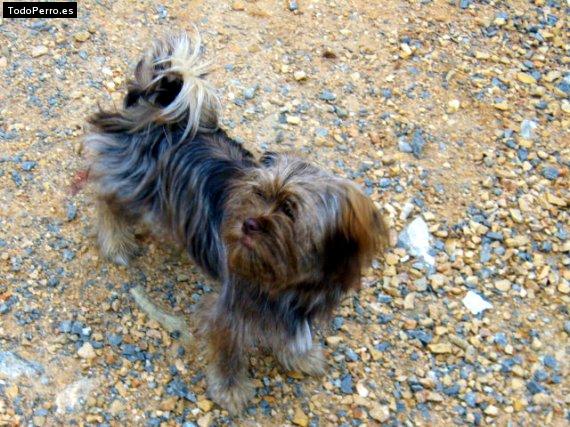 La foto del perro