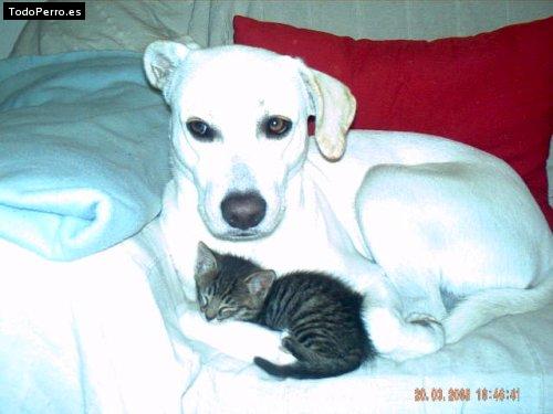 La foto del perro
