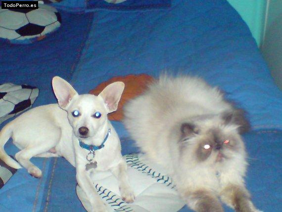 La foto del perro