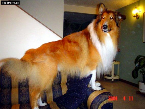 La foto del perro