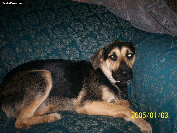 La foto del perro