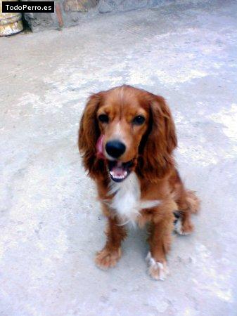 La foto del perro