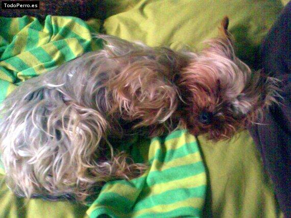 La foto del perro