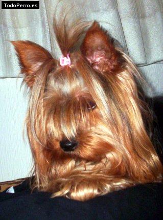 La foto del perro