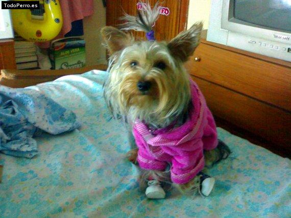 La foto del perro