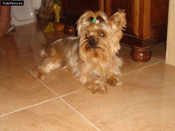 La foto del perro