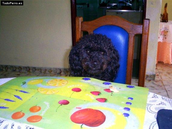 La foto del perro