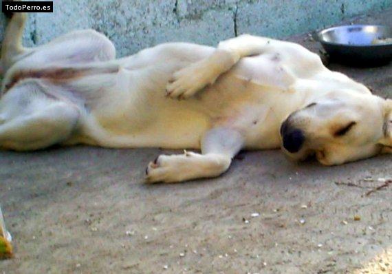 La foto del perro