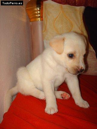 Foto del perro Toko
