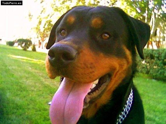 La foto del perro