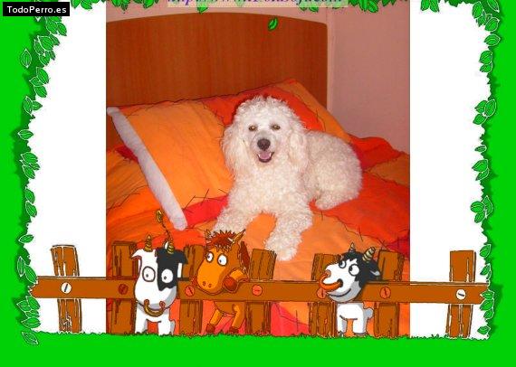 La foto del perro
