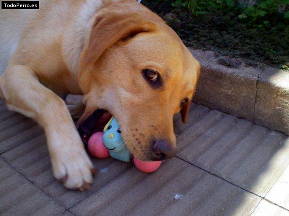 La foto del perro