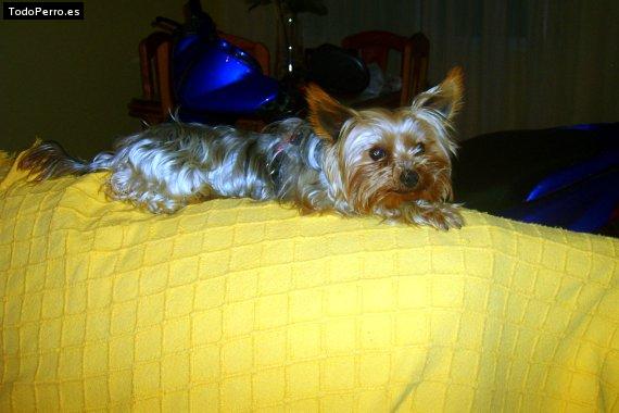 La foto del perro
